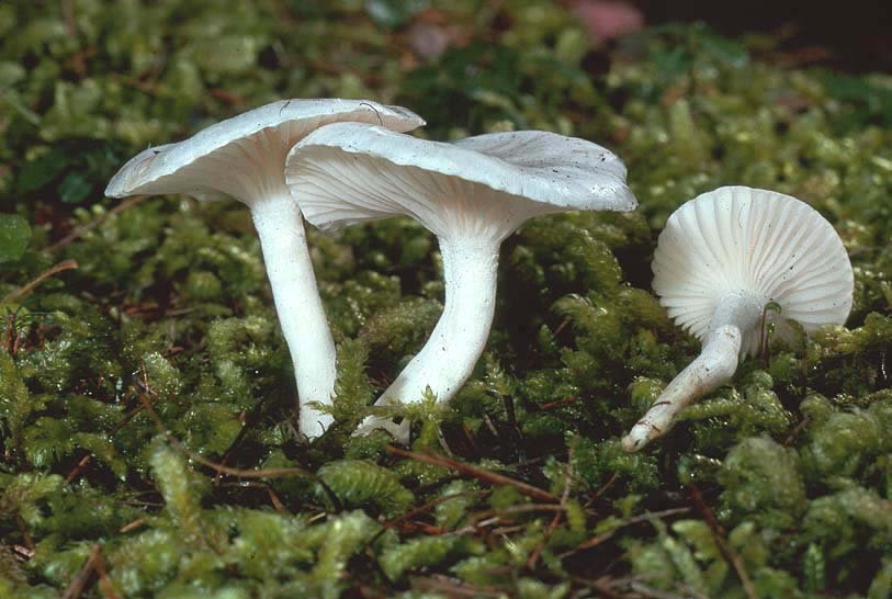 Hygrophorus piceae